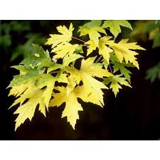 Attēlu rezultāti vaicājumam “Acer saccharinum”