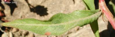Attēlu rezultāti vaicājumam “Persicaria lapathifolia leaf”