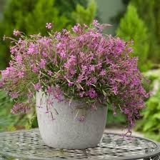 Image result for Silene schafta