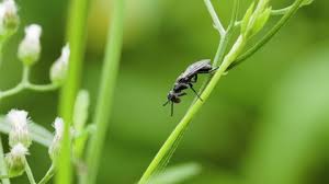 Attēlu rezultāti vaicājumam “Cidnopus aeruginosus”