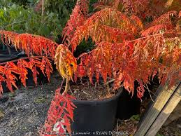 Attēlu rezultāti vaicājumam “Rhus typhina leaf”
