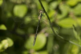 Attēlu rezultāti vaicājumam “Lestes dryas female”