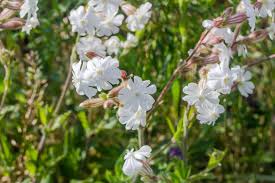 Attēlu rezultāti vaicājumam “Silene viscaria leaf”