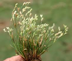 Attēlu rezultāti vaicājumam “Juncaceae”