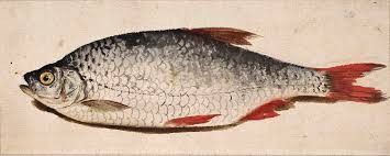 Image result for Rutilus rutilus