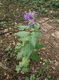 Attēlu rezultāti vaicājumam “Campanula latifolia”
