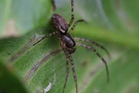 Attēlu rezultāti vaicājumam “Neriene montana”