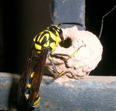 Attēlu rezultāti vaicājumam “Eumenidae”