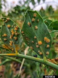 Attēlu rezultāti vaicājumam “Uromyces dactylidis”