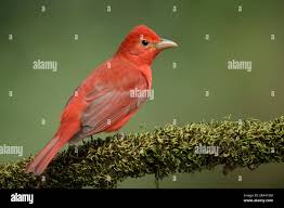 Image result for Piranga rubra