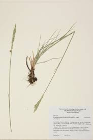 Attēlu rezultāti vaicājumam “Gramineae”