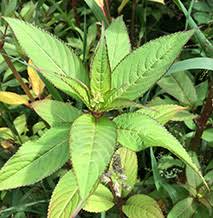 Attēlu rezultāti vaicājumam “Impatiens glandulifera leaf”
