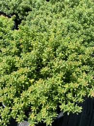 Image result for Sedum album `Coral Carpet`