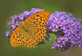 Attēlu rezultāti vaicājumam “Argynnis paphia underside”
