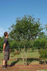 Attēlu rezultāti vaicājumam “Sorbus intermedia”