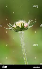 Attēlu rezultāti vaicājumam “Knautia arvensis bud”