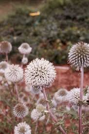 Attēlu rezultāti vaicājumam “Echinops sphaerocephalus flower”