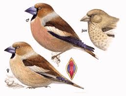 Attēlu rezultāti vaicājumam “Coccothraustes coccothraustes”