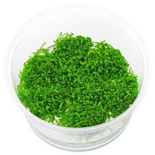 Attēlu rezultāti vaicājumam “Riccia fluitans”