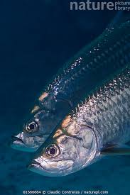 Image result for Megalops atlanticus