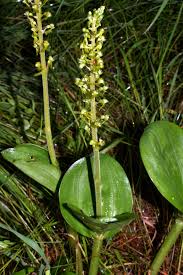 Attēlu rezultāti vaicājumam “Listera ovata”