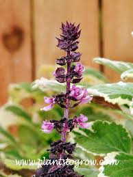 Image result for Ocimum basilicum