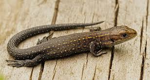 Attēlu rezultāti vaicājumam “Lacerta vivipara”