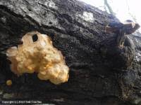 Attēlu rezultāti vaicājumam “Fuligo luteonitens”