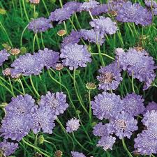 Image result for Scabiosa columbaria