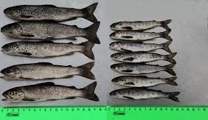 Image result for Salmo trutta trutta
