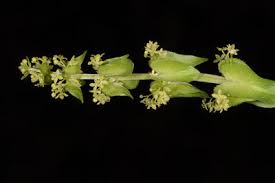 Attēlu rezultāti vaicājumam “Galium schultesii flower”