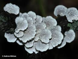 Attēlu rezultāti vaicājumam “Plicaturopsis crispa”