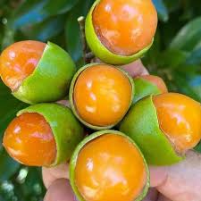 Attēlu rezultāti vaicājumam “Galega orientalis fruit”