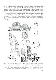 Attēlu rezultāti vaicājumam “Arcyria incarnata spores”