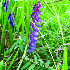 Attēlu rezultāti vaicājumam “Vicia cracca”