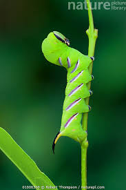 Attēlu rezultāti vaicājumam “Sphinx ligustri”