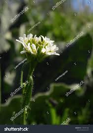 Attēlu rezultāti vaicājumam “Arabis hirsuta flower”