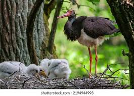 Attēlu rezultāti vaicājumam “Ciconia nigra nest”