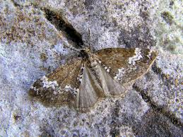 Attēlu rezultāti vaicājumam “Perizoma alchemilla”