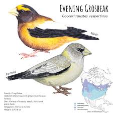 Image result for Hesperiphona vespertina