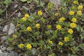 Attēlu rezultāti vaicājumam “Trifolium dubium”