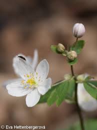 Attēlu rezultāti vaicājumam “Isopyrum thalictroides flower”