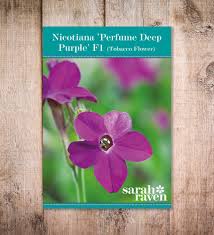 Image result for Nicotiana x sanderae `Perfume`F1