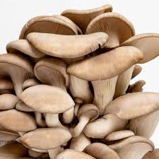Attēlu rezultāti vaicājumam “Pleurotus ostreatus”