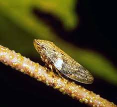 Attēlu rezultāti vaicājumam “Philaenus spumarius nymph”