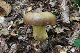 Attēlu rezultāti vaicājumam “Xerocomus subtomentosus”