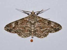 Attēlu rezultāti vaicājumam “Cleora cinctaria”