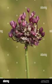 Attēlu rezultāti vaicājumam “Allium scorodoprasum bud”