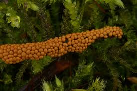 Attēlu rezultāti vaicājumam “Hemitrichia leiotricha macro”