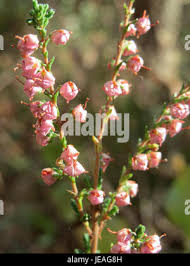 Attēlu rezultāti vaicājumam “Calluna vulgaris fruit”
